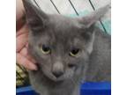 Adopt Ford a Domestic Short Hair, Russian Blue