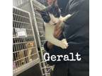 Adopt Geralt a Domestic Short Hair