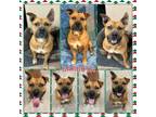 Adopt Barbosa CFS 230084054 a Pit Bull Terrier