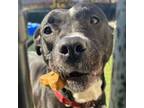 Adopt ROCCO a Pit Bull Terrier
