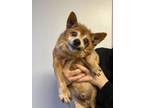 Adopt Waldo a Pomeranian, Mixed Breed