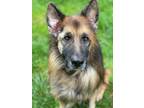 Adopt Vlad a German Shepherd Dog