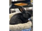 Adopt Pumpkin Pie a Lionhead, Bunny Rabbit