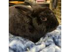 Adopt Cranberry a Lionhead, Bunny Rabbit