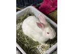 Adopt Waffles a Lionhead, Bunny Rabbit