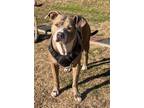 Adopt Willy a Pit Bull Terrier, American Staffordshire Terrier