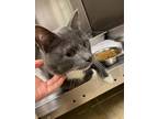 Mystery Domestic Shorthair Adult Male