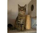 Tiger American Shorthair Young Male