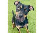 Addams - Foster Needed Mixed Breed (Medium) Adult Male