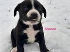 Sharon Labrador Retriever Puppy Female