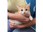 Pot Sticker (Available for pre-adoption) Domestic Shorthair Female