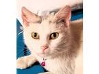 Gretel Turkish Van Young Female