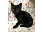 Cade Domestic Shorthair Kitten Male