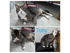 Toby American Shorthair Adult Male