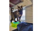 Echo Domestic Shorthair Kitten Female