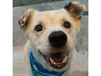 Gerry (Texas only) Australian Cattle Dog Senior Male