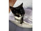 Fitz Domestic Shorthair Young Male