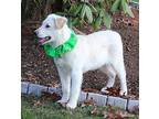 Snowy Labrador Retriever Puppy Male