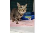 Chipette Domestic Shorthair Young Female