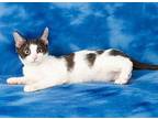 Torb Domestic Shorthair Kitten Male