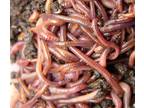 European Nightcrawlers Earthworms Live Trout Bait Blood Worms & Pet Fish Food