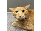 Harley Domestic Shorthair Adult Male