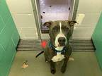 Josie (d2311722) American Pit Bull Terrier Young Female