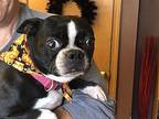 Ginger Boston Terrier Adult Female