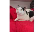 Beckett Domestic Shorthair Young Male