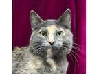 Crystal Domestic Shorthair Young Female
