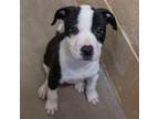 Aurora American Pit Bull Terrier Puppy Female