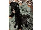 Navy Mixed Breed (Medium) Puppy Male