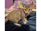 Tiana Domestic Shorthair Kitten Female