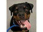 Jimmy Buffet Rottweiler Young Male