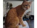 Simba Domestic Shorthair Young Male