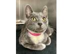 Penelope Domestic Shorthair Adult Female