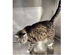 Clarence Domestic Shorthair Senior Male