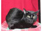Binx - 38630 Domestic Shorthair Young Male
