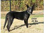 Crow Mixed Breed (Medium) Young Male