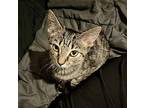 Waffle Domestic Shorthair Kitten Female