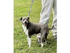 Blue Boy very loving! 16 lbs. Terrier (Unknown Type, Small) Adult Male