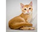 Sunline Domestic Shorthair Young Female
