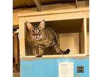 Jacuzzi Domestic Shorthair Adult Female