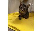 Stellar Domestic Shorthair Young Female