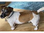 Eddie in Tyler Jack Russell Terrier Adult Male