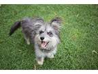 Josie Skye Terrier Young Female