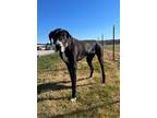 Ellie Great Dane Adult Female