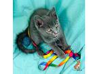 Navy Domestic Mediumhair Kitten Male