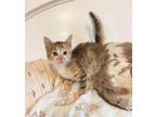 Helvetica - In Foster Domestic Shorthair Kitten Female
