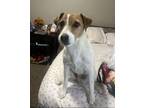 Benny in Albuquerque Jack Russell Terrier Adult Male